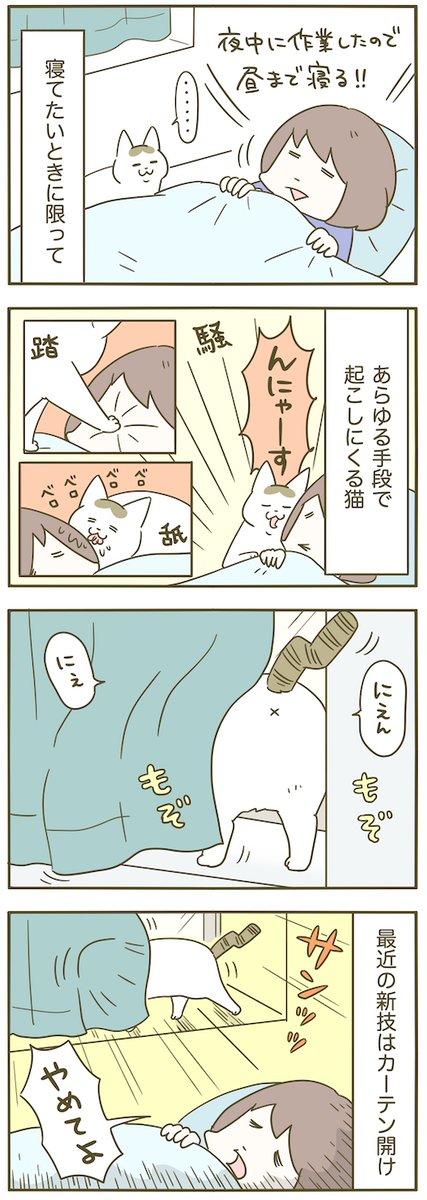 猫、賢いけど迷惑 