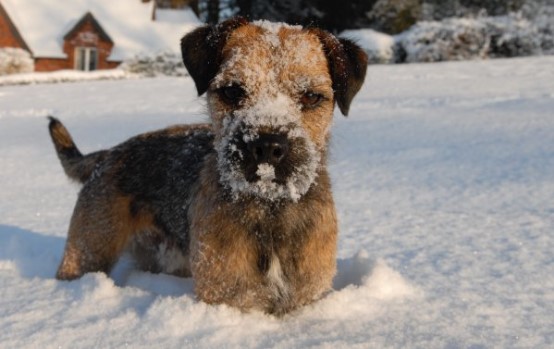 MEmployAble's tweet photo. Last year, Mission EmployAble was delighted by the number of entrants for our #virtualdogshow.
With more snow forecast this week, it seems topical to post one of the 'Highly Commended' entries - Archie the #dog, playing in the #snow πβοΈ
Thanks to Simon Varnals for this entry! https://t.co/PRIJ49J3pA