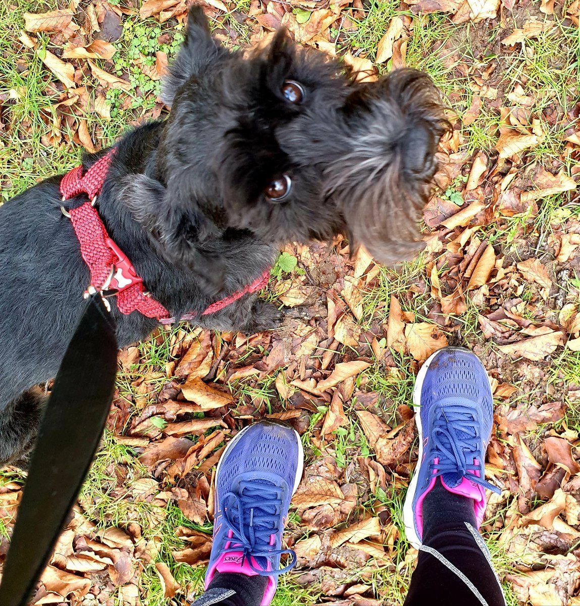 OxTweets's tweet photo. “@WaskielSmit” Back on track
#runningagain #runningwithdog #Oxford https://t.co/iLBZ421zwL https://t.co/N0zo9ASmbg