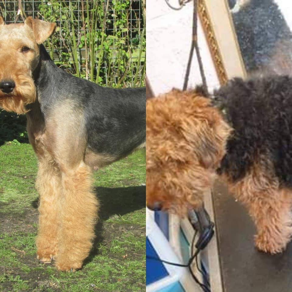 Please continue to share guys!! We have had a possible sighting on the girls and urging people to continue to spread the word. Thank you 🐾🐾🐾🐾 #welshterriers #stolen
