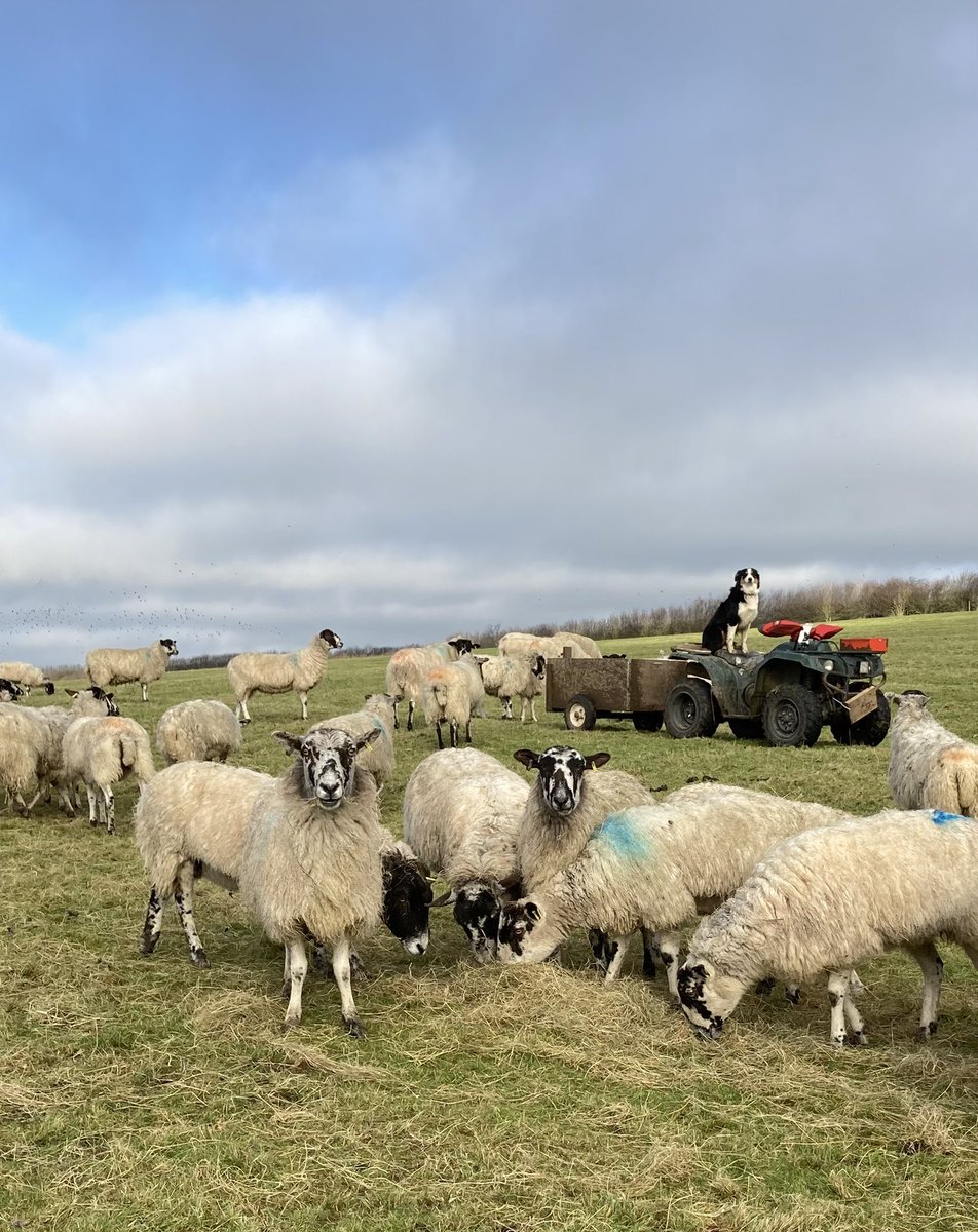 #sheepsunday