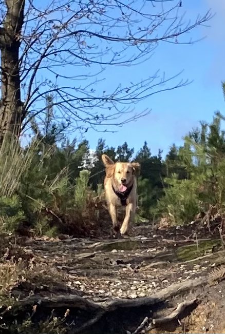 Walking our dog Gigi is always an uplifting experience and great to be part of Zevo Health Fittest Workpace Challenge #FittestWorkplace21