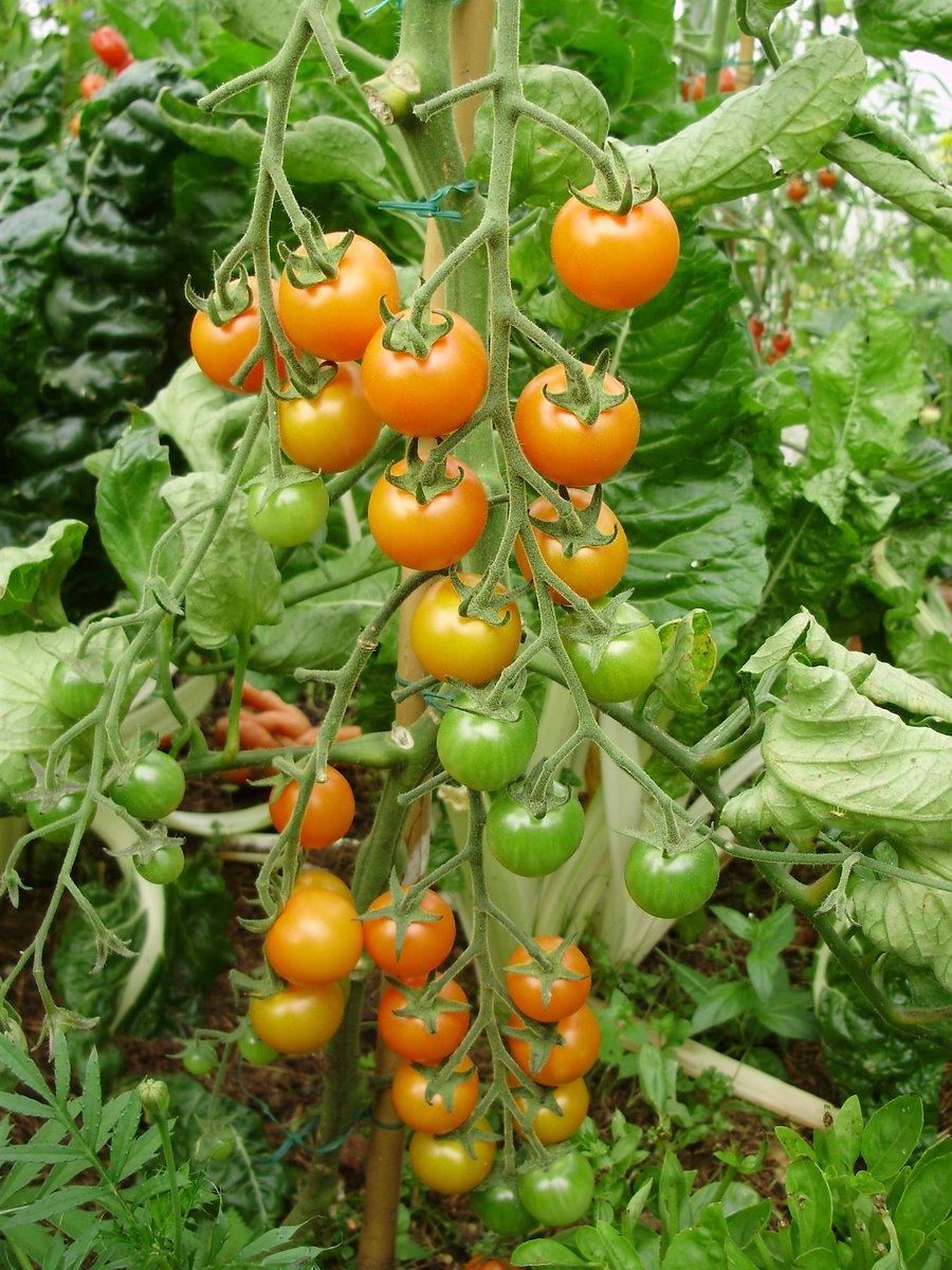 5. Sungold. Deliciously mouthwatering! Easy and productive but drops from plant and splits easily when ripe - so better for home  #gardeners. Too much acidity to dehydrate well. Great for kids who won't eat  #veg - one former customer's children called them tomato sweeties!>
