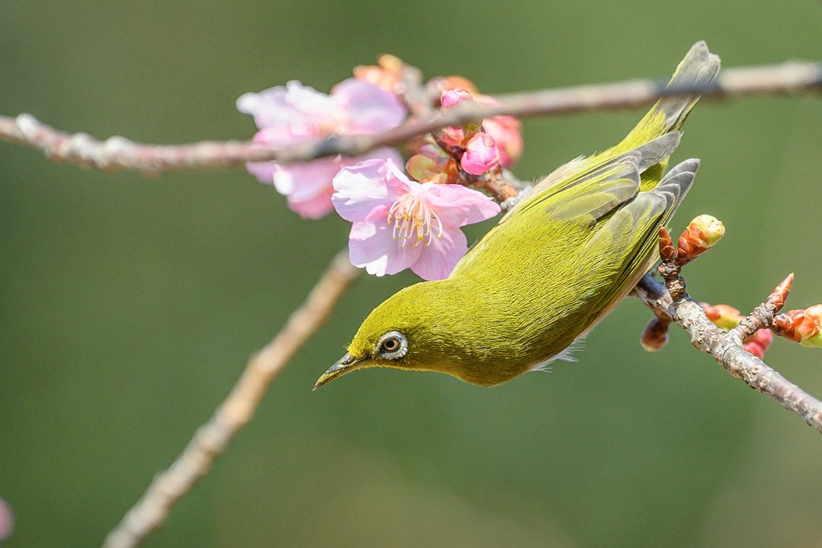 尾尻進矢 Precioustail Twitter 尾尻進矢 Precioustail Twitter