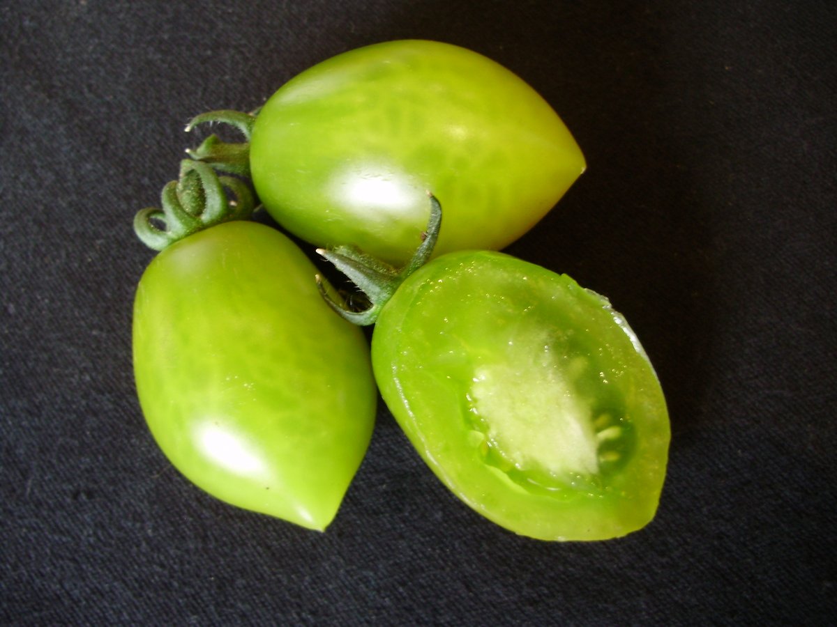 6. Green Envy. Unusual olive green, teardrop-shape, cherry-plum. Hard to assess ripeness due to green colour - but when ripe is olive/yellowish & gives slightly when gently squeezed. Sweet and juicy - a favourite here. Sets skin early, so careful watering needed or fruit splits!>