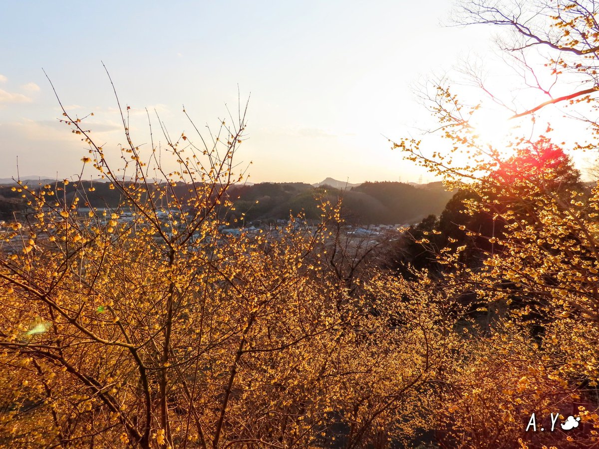 yumeasutw's tweet photo. お疲れ様です🏁
#蝋梅 が見頃を迎えている #茂木 の #城山公園 へ出掛けました💛
公園からは茂木の街並みが見下ろせ、霞がかった #夕空 を羽田を目指す #飛行機 が高度を下げながら悠々と飛んで行きました✈️
#JAL
#青空 #bluesky
#花 #flower
#空の名前
#霞む空
#栃木県
#a2021 #a0207 #a202102 https://t.co/ia3QQAfbEf