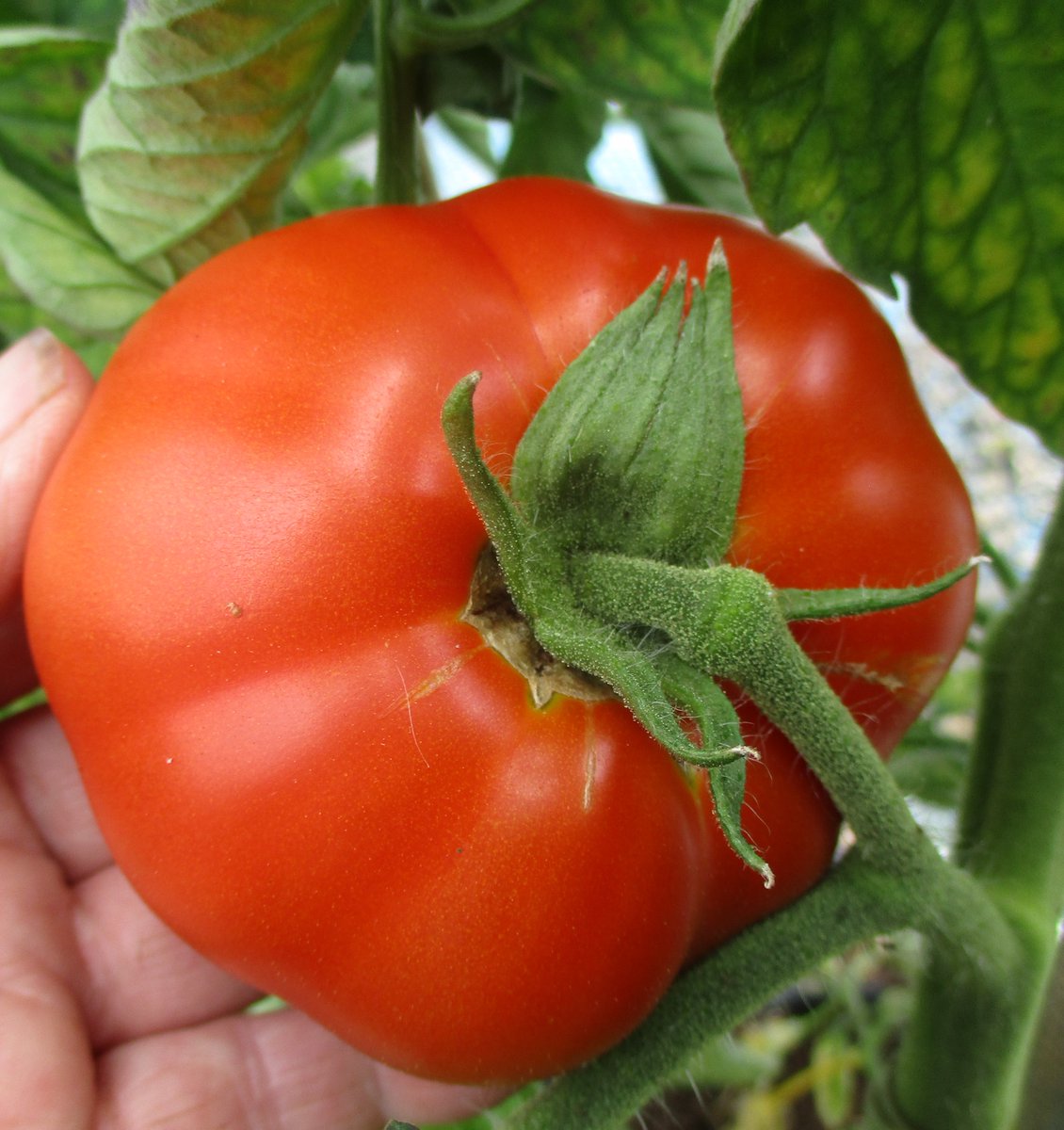 7. Now for classic medium round. John Baer - sumptuous flavour and flesh texture like top Italian beefsteak - but much easier, very productive, disease-resistant and very early. One I wouldn't be without. Open -pollinated so you can save your own  #seed. A must for tomato lovers!>