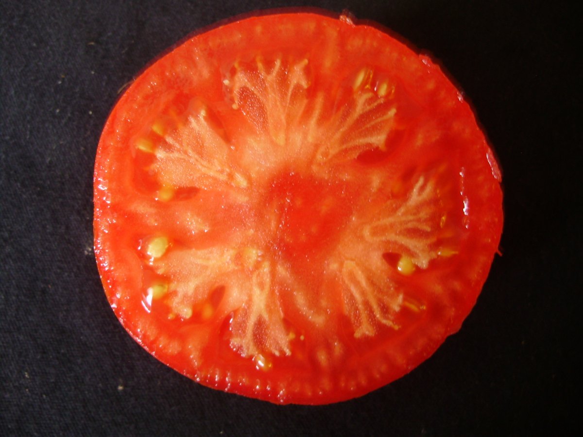 7. Now for classic medium round. John Baer - sumptuous flavour and flesh texture like top Italian beefsteak - but much easier, very productive, disease-resistant and very early. One I wouldn't be without. Open -pollinated so you can save your own  #seed. A must for tomato lovers!>