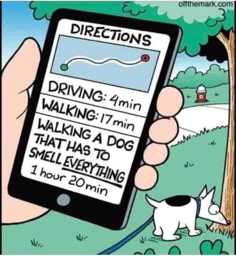 PittvillePets's tweet photo. According to Google Fit, I walk twice as fast with some of my customer dogs, as I do with Dougal 😂
We cater for all styles of walk here! #dogs #dogwalker #cheltenhamdogs https://t.co/AAFA4cONBO