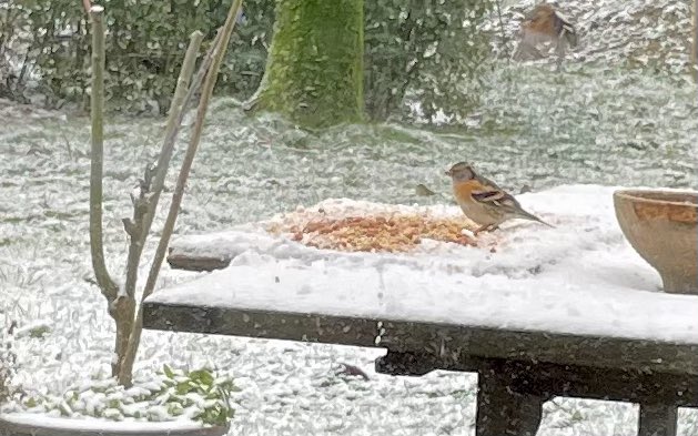 Zou dit een Keep kunnen zijn? Deze middag in de tuin gespot. #vogelspotten #vogels <a href="/MijnNatuurpunt/">Natuurpunt</a>