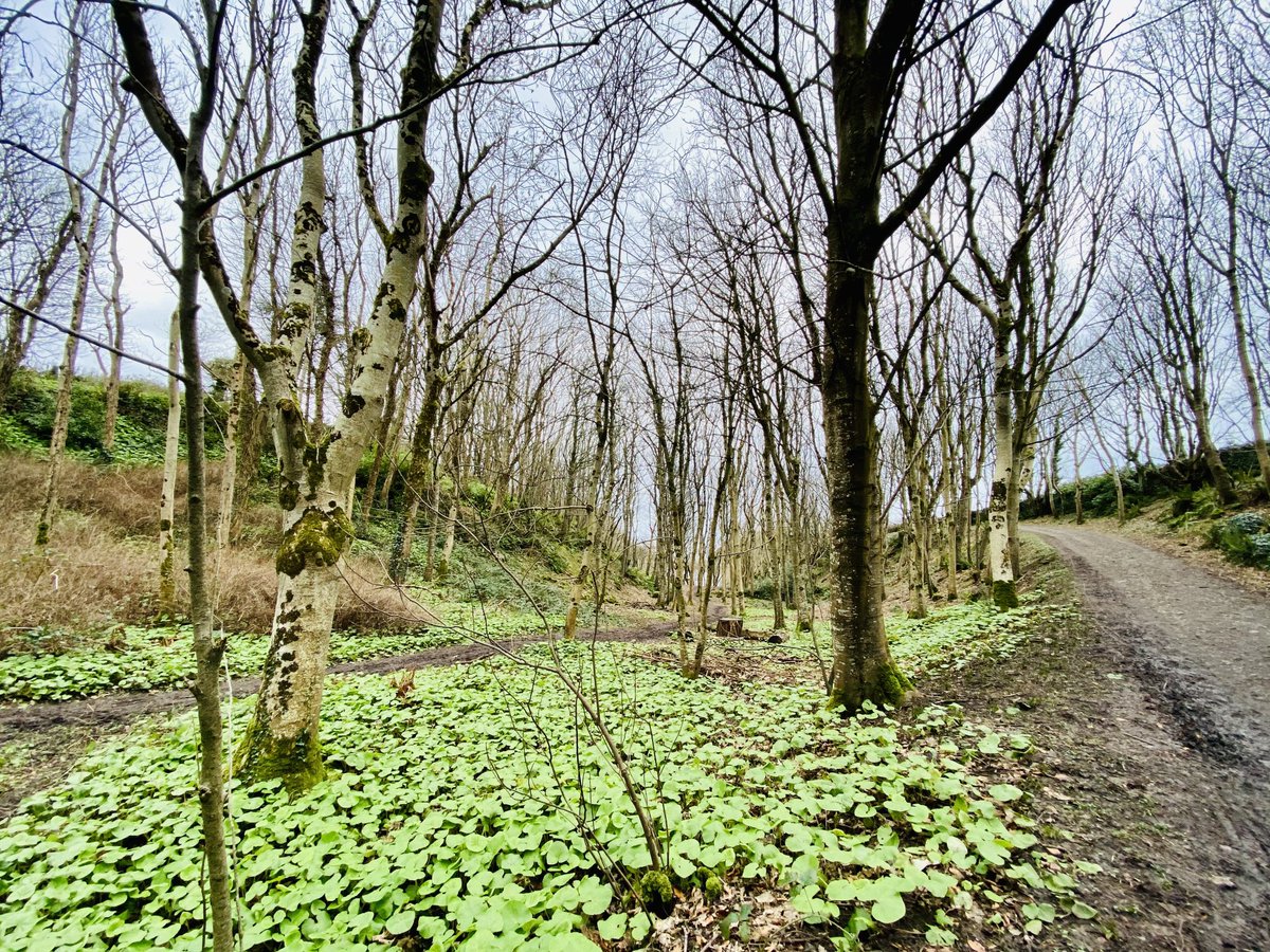 EllieKa66133452's tweet photo. A walk in the Glen #BlackGlen on a grey, cold #Sunday https://t.co/MksXz6viSO