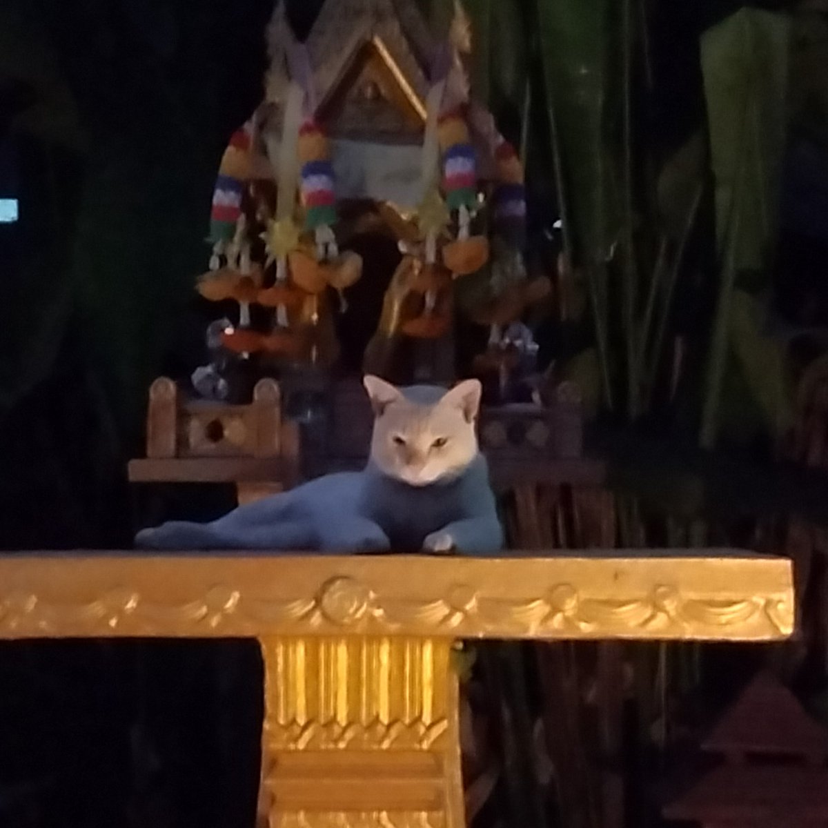 แมวเจ้าที่