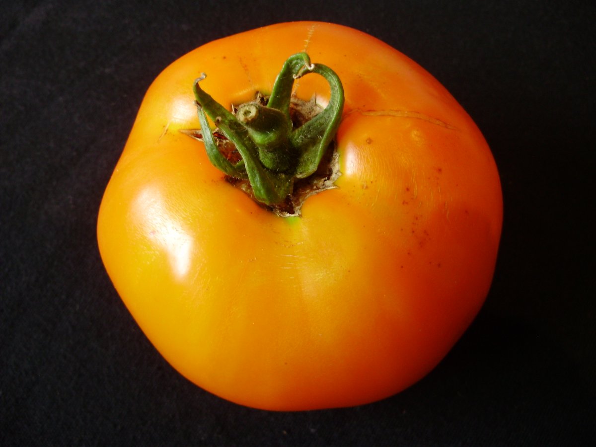 9. Moonglow. Medium/classic type with lovely fruity/sweet flavour - luscious, almost apricot texture. Bears large beefsteak to medium-sized fruits on same plant. Stunning, vigorous, disease-resistant old heritage variety. Open-pollinated. Very productive - can tend to over-crop.>