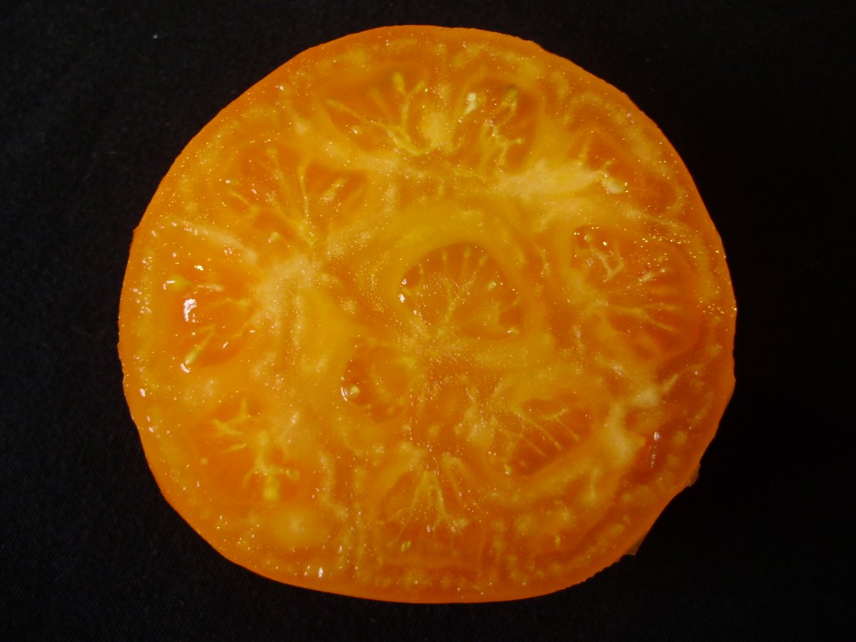 9. Moonglow. Medium/classic type with lovely fruity/sweet flavour - luscious, almost apricot texture. Bears large beefsteak to medium-sized fruits on same plant. Stunning, vigorous, disease-resistant old heritage variety. Open-pollinated. Very productive - can tend to over-crop.>