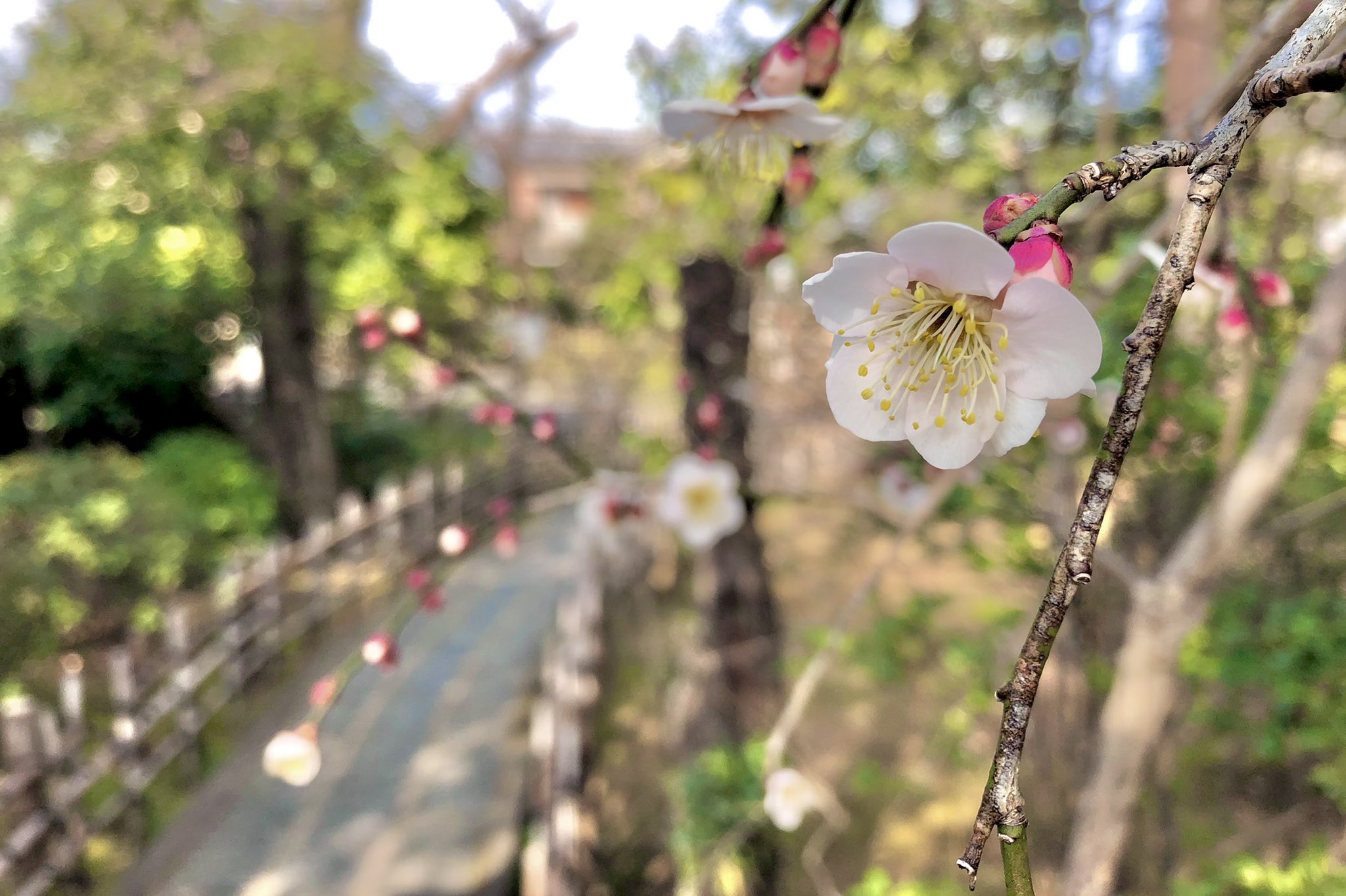 Guess Who 1640 梅の花と小道 梅 梅の花 花 冬 Ume Flowers Winter T Co Pwgvikbjuh Twitter