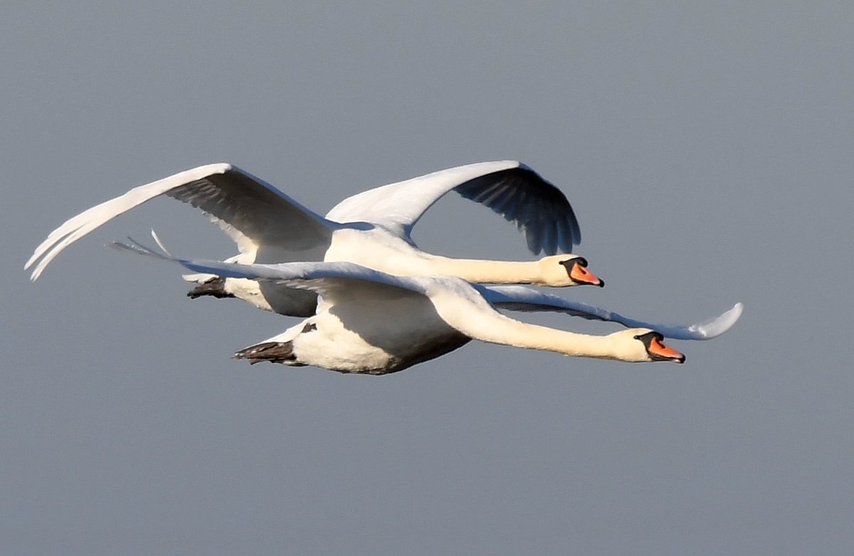 Mute Swans 😍
