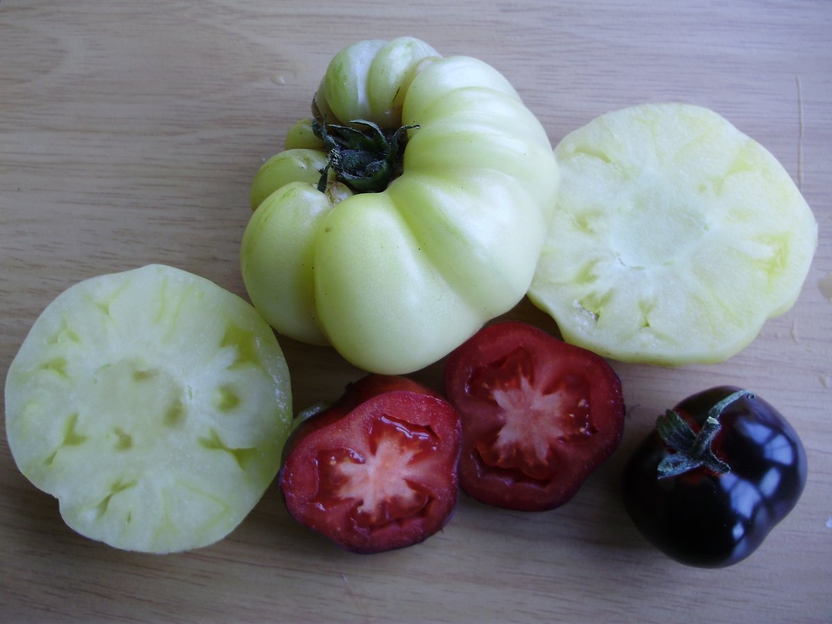 10.Can't leave out Indigo Rose which inspired the  #TotallyTerrificTomatoFestival! Bred from a wild tomato with high levels of  #cancer-fighting anthocyanins, so higher in these than any other tomato. Easy and disease-resistant. OP. Makes a great contrast in salads with White Queen