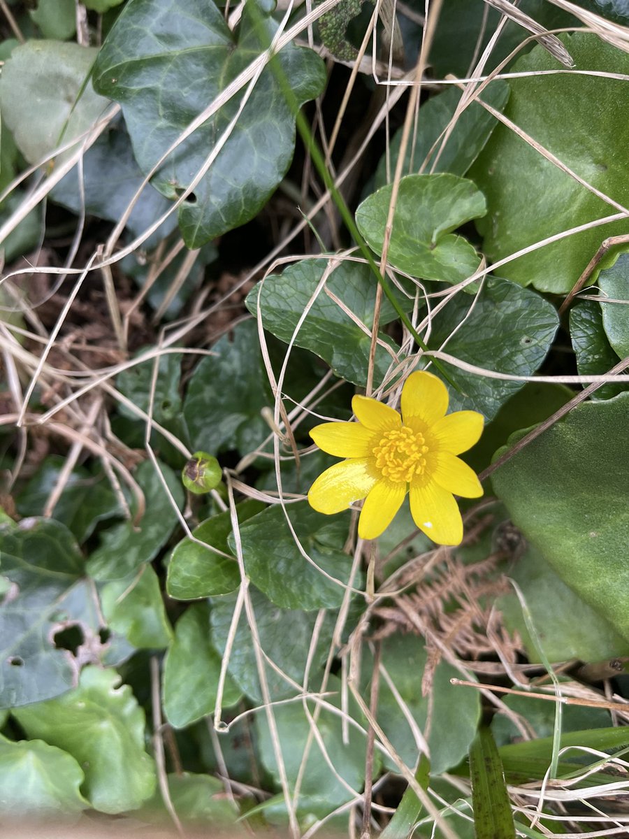 #wildflowerhour Yay spring! First lesser celandine