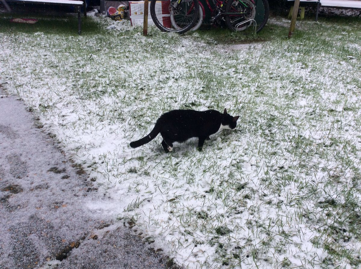 ursache_v's tweet photo. @BenyonPS Snowman buddy for Olaf
Hope snow came in your area too ❄️❄️❄️ 
My kitten enjoyed the first snow too and loved catching the snowballs. We had fun making foot prints in the snow ⛄️ 
Do you like to play in the snow? https://t.co/jwPaAhwmiO