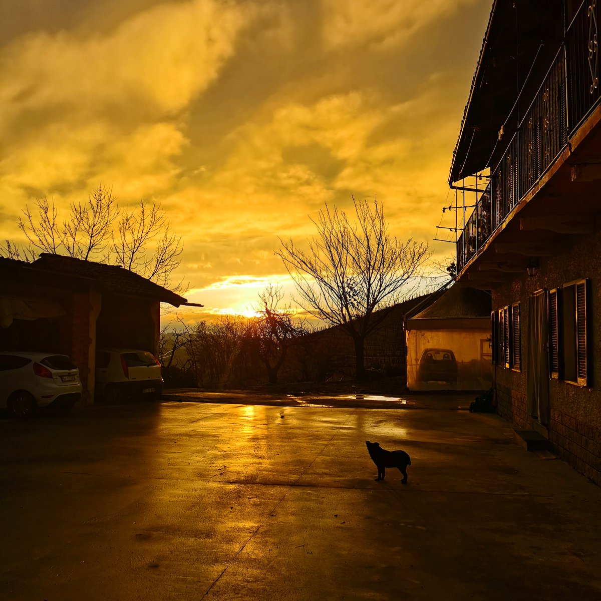 Sunset natural whit Buzz #black #dog #instalanghetti #ig_cuneo #ig_piemonte #volgocuneo #volgopiemonte #tabuiapp #sunset #langhe #nofilter #cool #sunday #wine #dianodalba #february