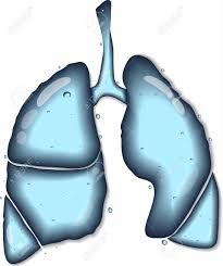 Effects on respiratory system:-reduction in risk for infections-improved vital flow and deep breathing for COPD patients-increase in lymphocytes and overall immune function