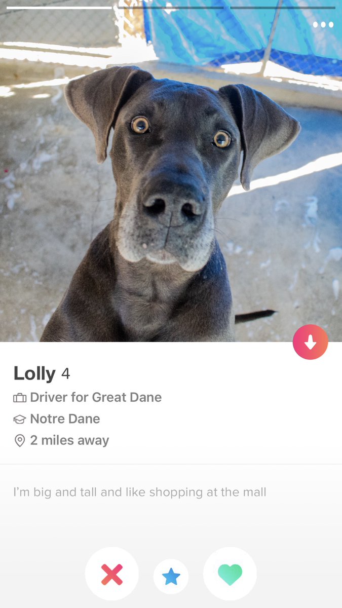CAREJeffCounty1's tweet photo. With valentines coming up, some of our dogs have turned to tinder to try and find love. Unfortunately, @tinder doesn’t allow ages in dog years so if you would swipe for any of these pups you best come in and see them 🐶❤️ https://t.co/L8n9KVWhHU