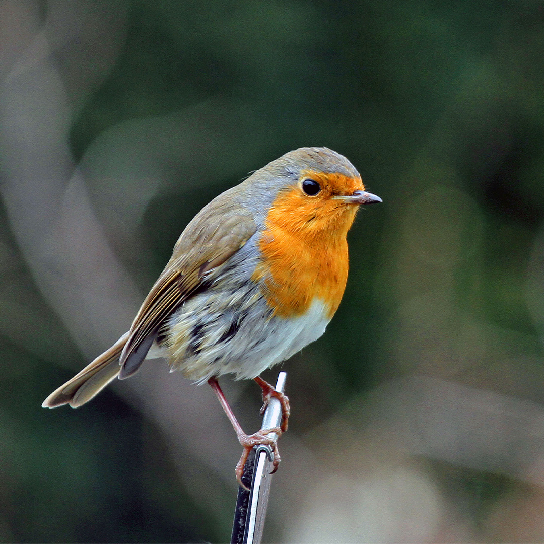 WWTworldwide's tweet photo. #Homeschooling this week? 📚

Need a nature-based activity? 🐦

If you’re lucky enough to have birds visit your garden or neighbourhood, why not take a look at our garden bird spotter sheet on the #wwthomelearning hub > https://t.co/Ccyry8CD5p https://t.co/xbiIb0GQwG