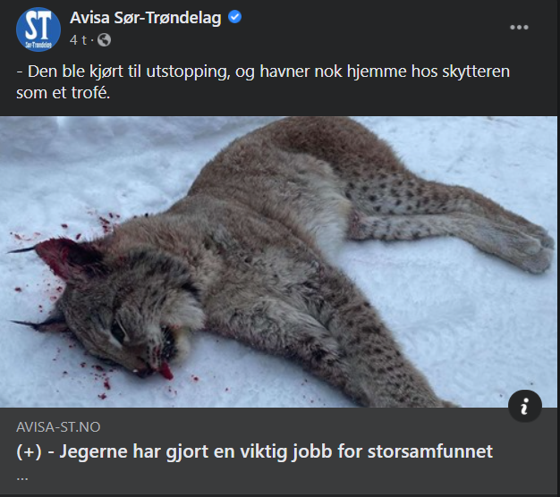 SilverFokz68's tweet photo. Tåler du ikke ha dyret i skogen, fortjener du så faen ikke å ha dyret livløst i stua heller. #gaupeslakt #gaupe #trofe #trofejakt #hæslig #rødlista #natur @rovviltetsrost https://t.co/6nqnOfub4f