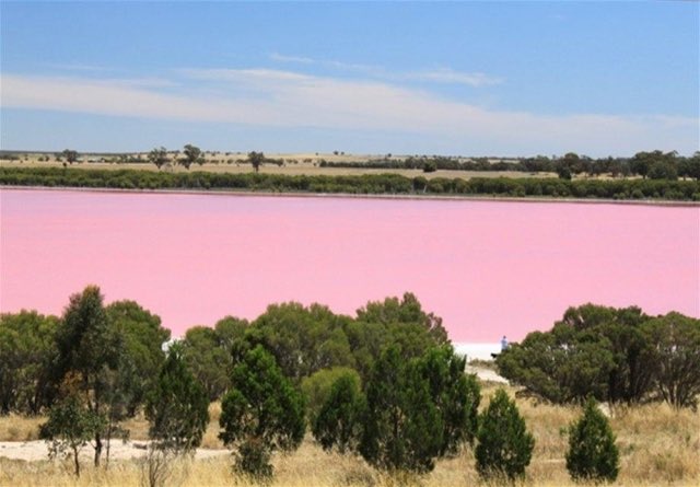 AnneAMadden's tweet image. Day 7. The pink microbes you can see from space: Many salty lakes turn pink, thanks in part to the bacteria &amp;amp; archaea that live there. They have been making “millennial pink” for many millennia (i’ll be here all week) #MicrobeValentinesDay #scicomm photos: traveleering.com/10-best-pink-l…