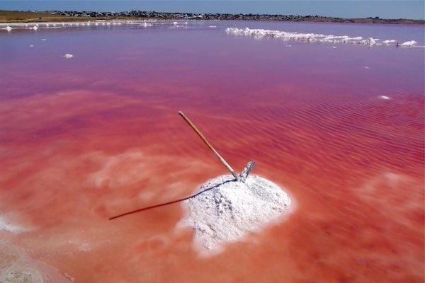 AnneAMadden's tweet image. Day 7. The pink microbes you can see from space: Many salty lakes turn pink, thanks in part to the bacteria &amp;amp; archaea that live there. They have been making “millennial pink” for many millennia (i’ll be here all week) #MicrobeValentinesDay #scicomm photos: traveleering.com/10-best-pink-l…