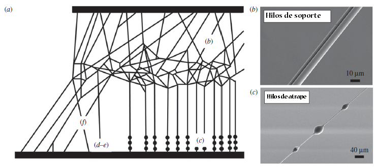 Los hilos llamados trampa o de atrape (c) son parte de los hilos de soporte (b) de la telaraña, pero con una diferencia; se hallan cubiertos de porciones de seda pegajosa, mientras que los hilos de soporte presentan una estructura lineal: modificada de Greco & Pugno, 2021