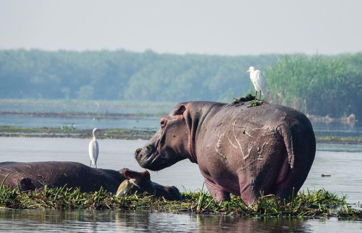 SaveVirunga's tweet photo. Who are the winners & who are the losers in this deal? Economic benefits to Uganda will decline in a WB2C- aligned transition at the same time as risks to the public finances are likely to escalate @Total @CNOOC #biodiversity #Climate https://t.co/iAXY253Kys #SaveMurchisonFalls https://t.co/PhA5sCDknX