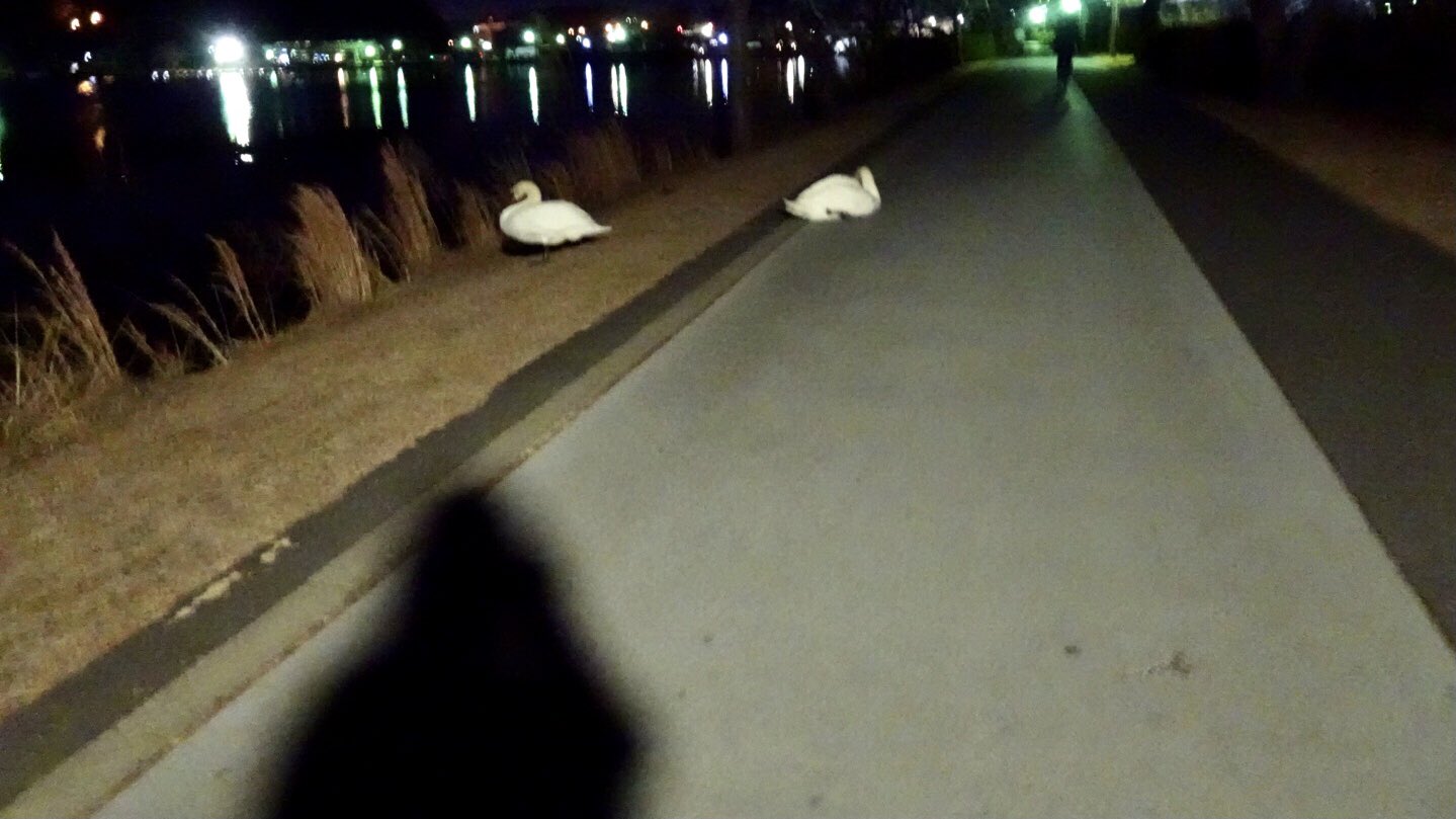 石岡酒造株式会社 水戸の千波湖を歩いていると大きな白鳥がポケモンのように現れます 脳内bgm ポケモンに遭遇したときの音 T Co Rdt7b2bmi3 Twitter