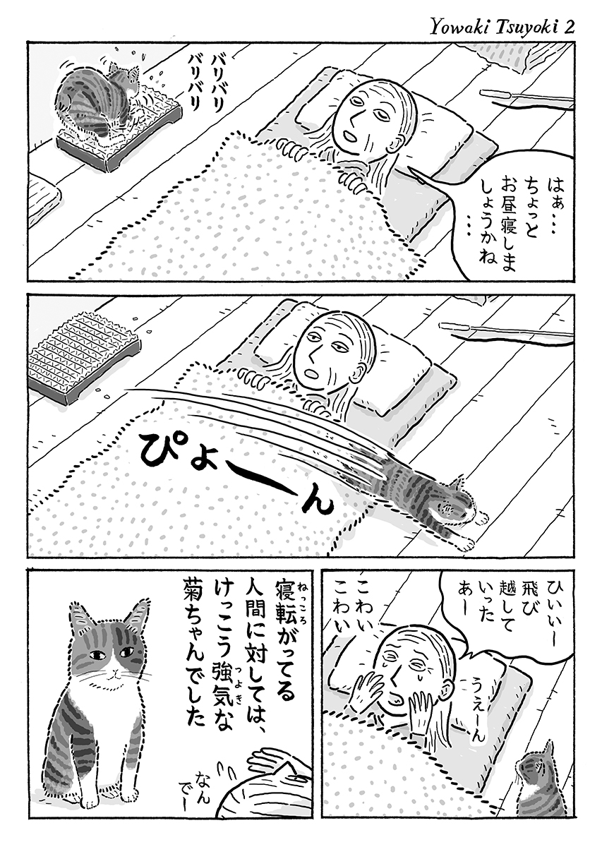 2ページ猫漫画「弱気で強気」 #猫の菊ちゃん 