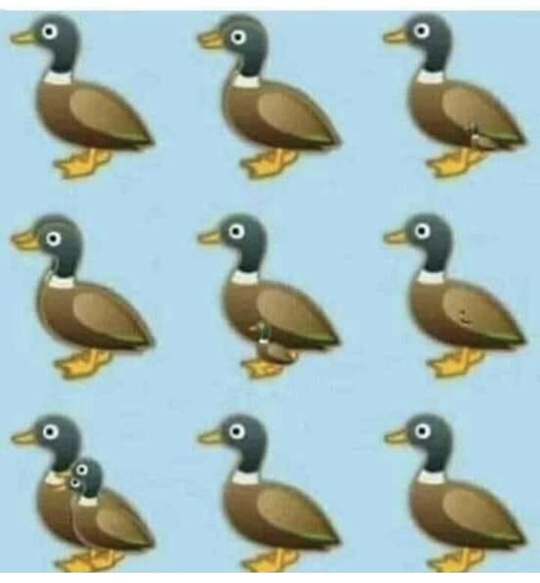 How many ducks do you see??