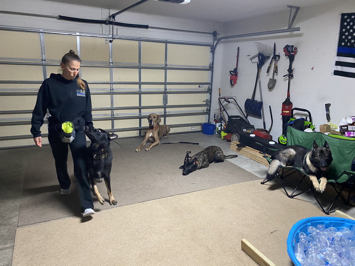 K9Apart's tweet photo. I admit, I didn’t feel like training in the rain before work so we brought the party back inside. Always good for them to work on their impulse control. **cough cough Lincoln cough cough** #greatdane #gsd #dutchshepherd #workingdogs #training #controlthecrazy #k9apart https://t.co/ljNi5HGJ2q