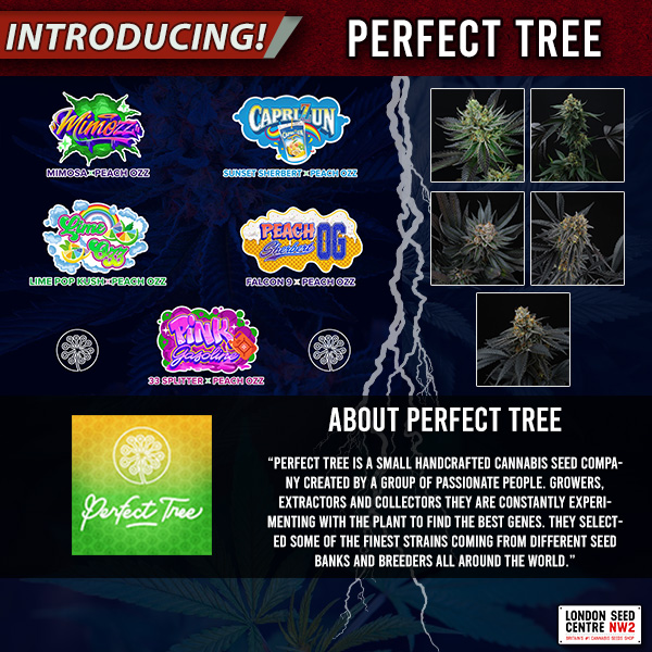 SeedCentre's tweet photo. Introducing #PerfectTreeSeeds!
https://t.co/MOmAN3NEtW
#londonseedcentre #cannabisseeds #cannabis #weedstagram https://t.co/IZ4AkGiHu3