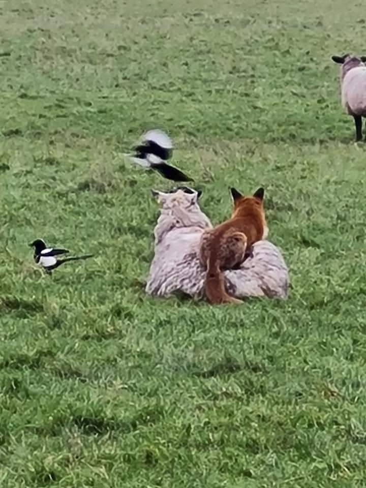 domdyer70's tweet photo. Fox taking a warm rest on a sheep (photo Rob Howarths) https://t.co/AuMv4d4SBL