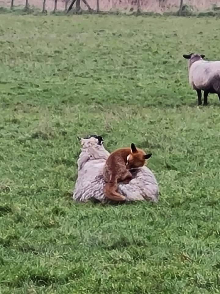 domdyer70's tweet photo. Fox taking a warm rest on a sheep (photo Rob Howarths) https://t.co/AuMv4d4SBL