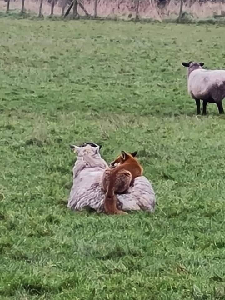 domdyer70's tweet photo. Fox taking a warm rest on a sheep (photo Rob Howarths) https://t.co/AuMv4d4SBL