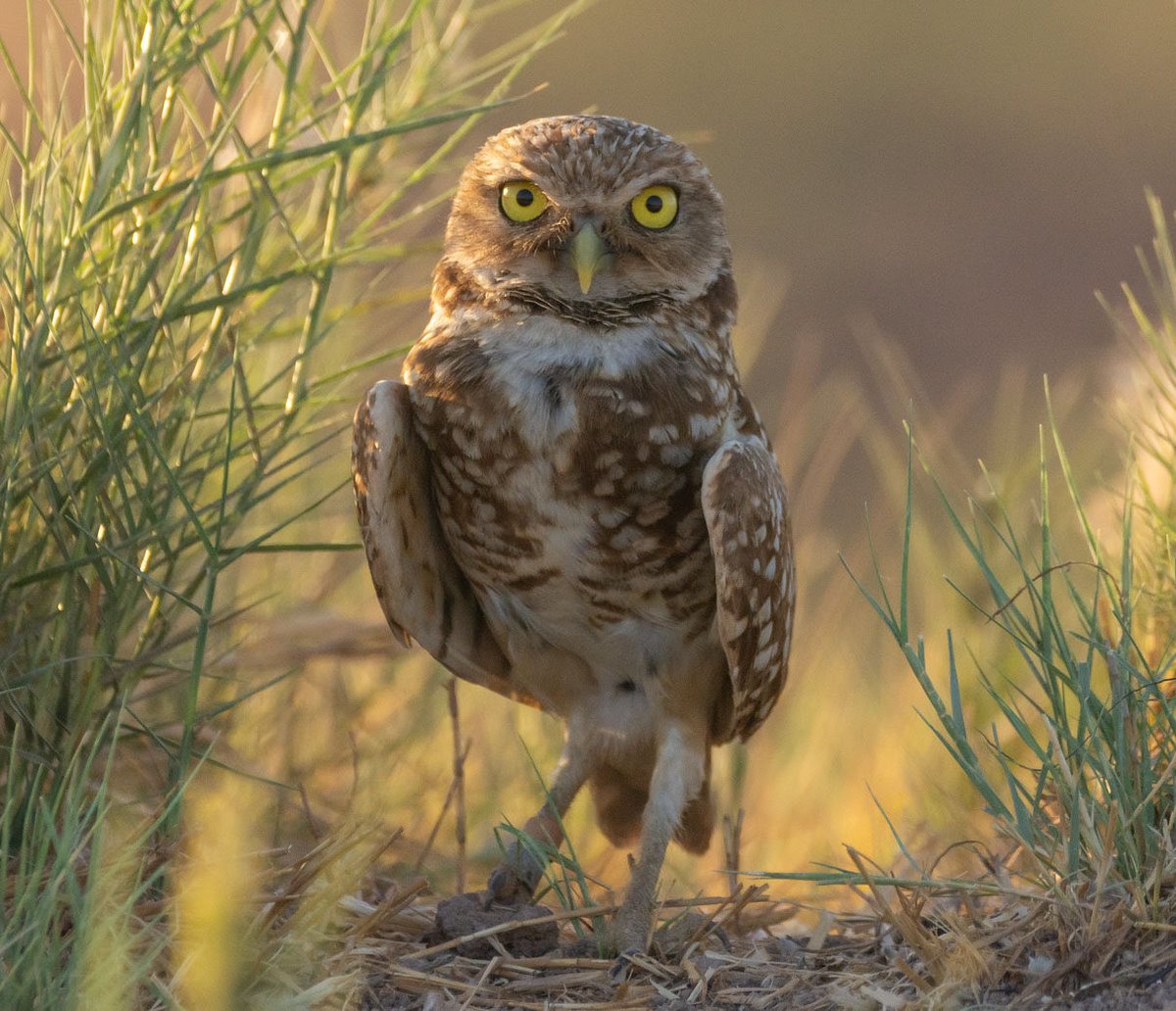 "I skipped leg day for this" burrowing owl: Wendy Miller