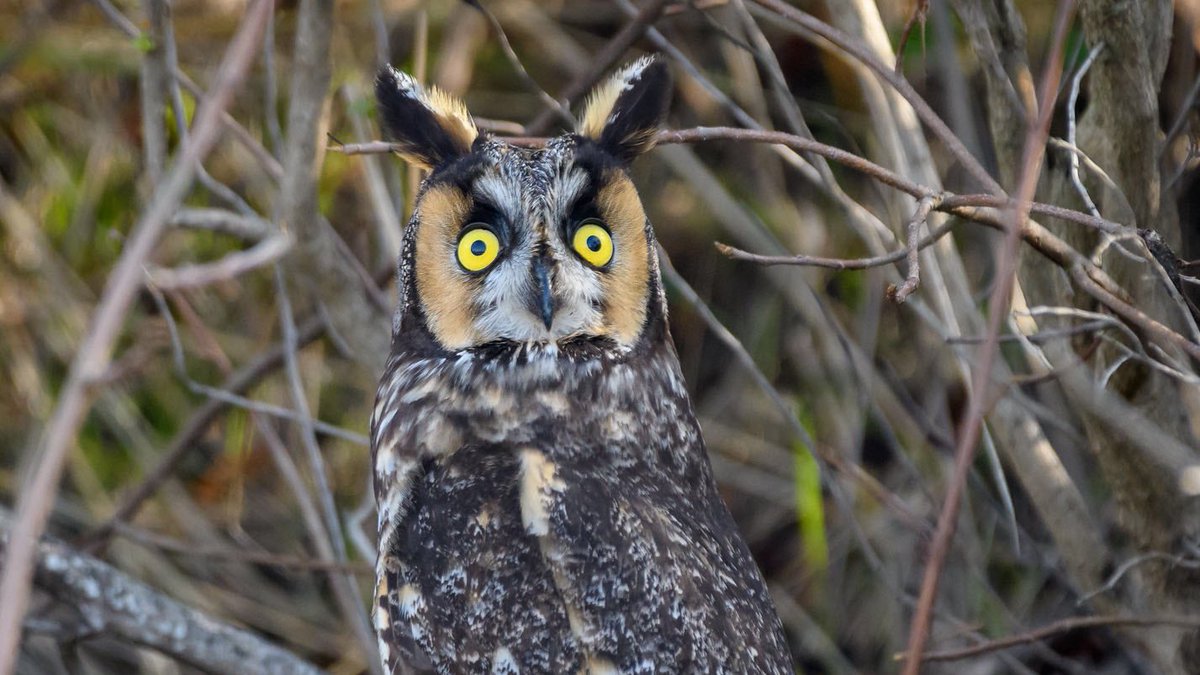 "Oh shoot, did I leave the oven on?!" long-eared owl: Becky Matsubara