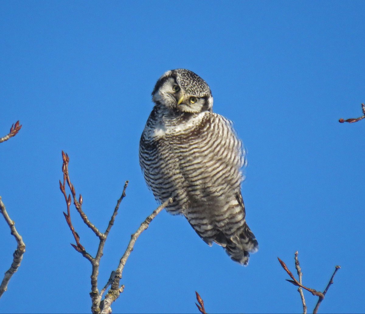 "Did you just double dip??" Northern hawk owl : Rich Hoeg