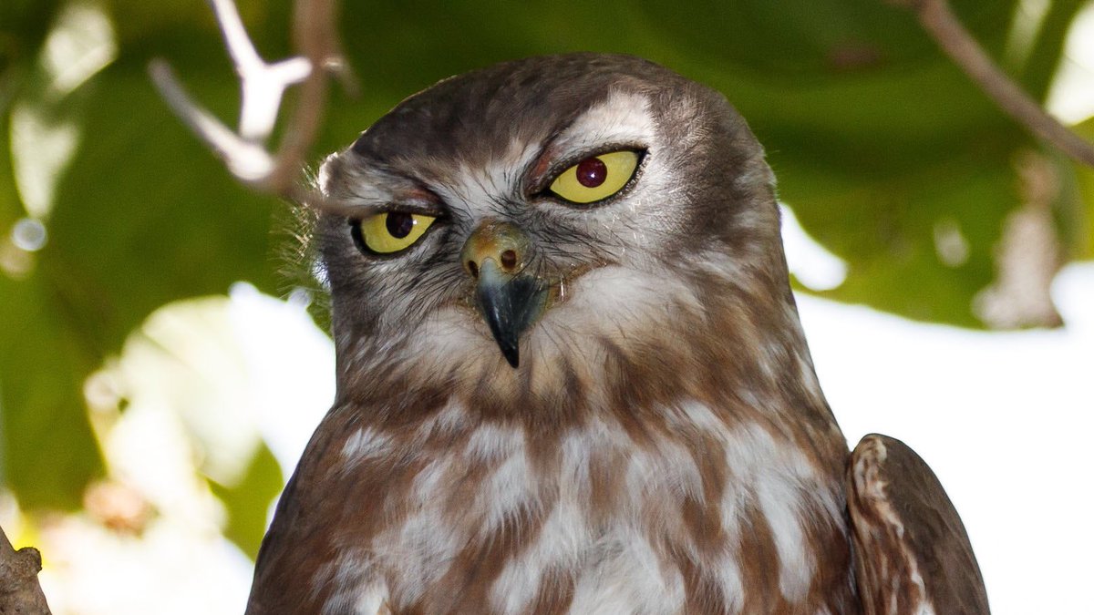 And honorable mention, "so this isn't Aussie rules?" barking owl: Geoff Whalan