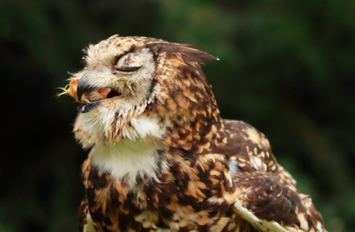 "Ah yes,  #SuperbOwl   snacks": Frederic Morin