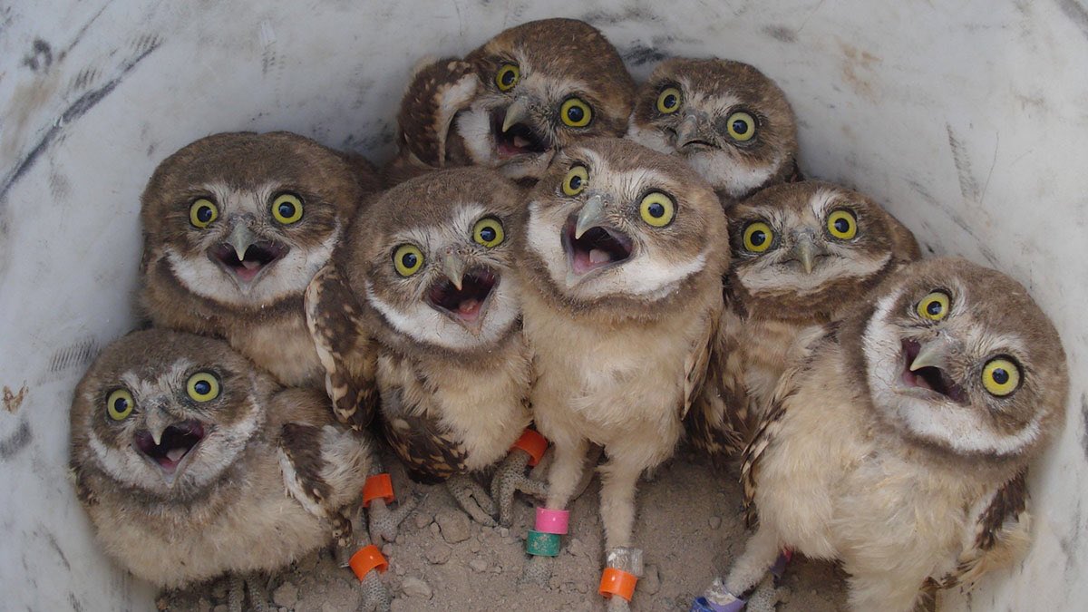 I heard it's  #SuperbOwl   Sunday, so get excited for a thread of superb owls...: Katie McVey/USFWS