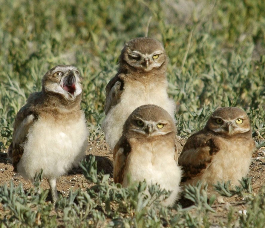 "SPORTS!" burrowing owl and annoyed family: Rich Keen/USFWS