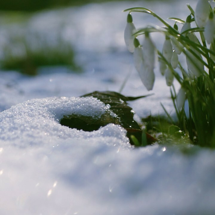 BurntOrangeVid's tweet photo. Some filming at the lovely Bronllys Hall 2 weeks ago, will we get snow like that again I wonder? Thanks to @bronllys_hall_restoration 
.
.
.
.
#snowdrops #snow #snowflakes #snowday #snowdrop #flowers #winter #naturephotography #midwales #powys #gh5photog… https://t.co/7SXRnXNEv7 https://t.co/5WlZbiCCJu
