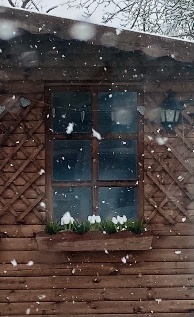 thisbsl's tweet photo. “Attending” the #VLPConference2021 and being distracted by the snow falling outside, I’m glad it’s online!  #StayingWarm #Learning  #Informative #ThoughtProvoking @VLP_TerpTweets https://t.co/aSOroaj3Db