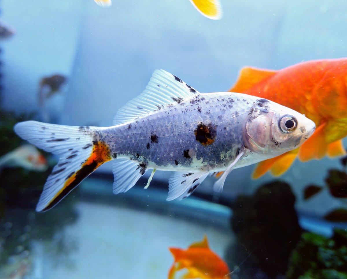 ボースケ Bosukech Twitter